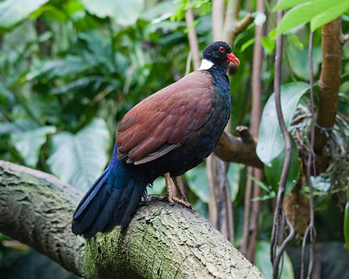 Pheasant pigeon